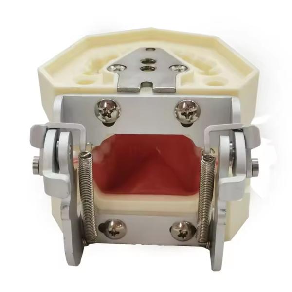 Dentiste d'étude Modèle de dents École dentaire 28pcs Dents avec vis Restauration dentaire Modèle de mâchoire