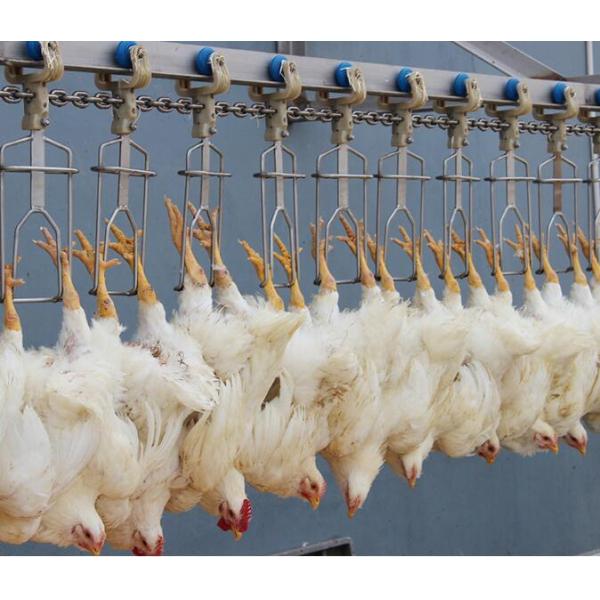 Stainless Steel Slaughterhouse Equipment Automatic Chicken Production Line