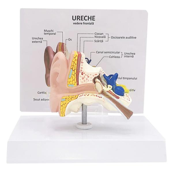 Human Anatomy Life Size Desktop Human Ear Model For Education