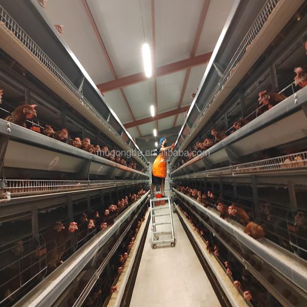 Automation Egg Layer Farming Chicken Cage for Poultry Farm Chicken House