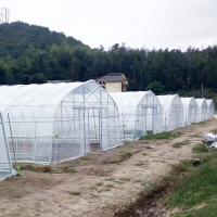 10x50m Polytunnel Berry Poly High Tunnel Serre à film
