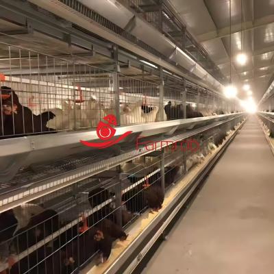 750 Cage Height Poultry Cage System for Breeder