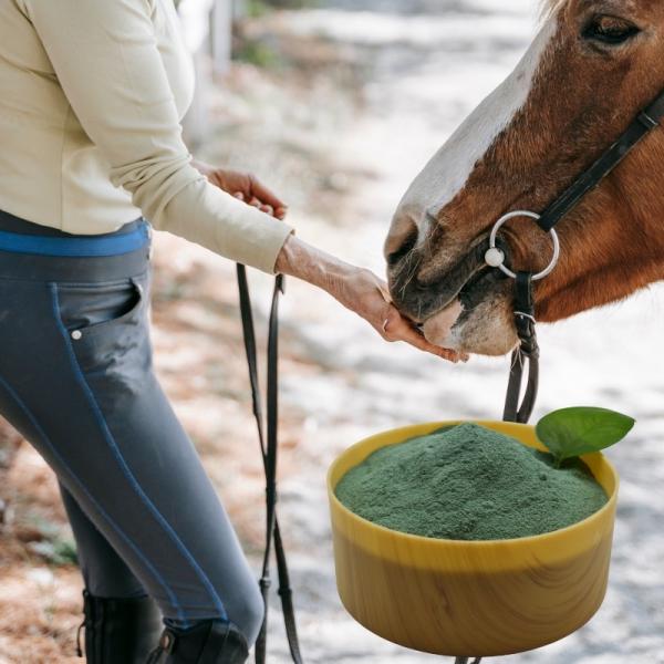 Aditivo animal da alimentação do animal de estimação do cromo da proteína do ácido aminado de Picolinate do cromo