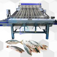 4.9KW Máquina de triagem de cavala de alto rendimento Equipamento de dimensionamento de rolos de cavala