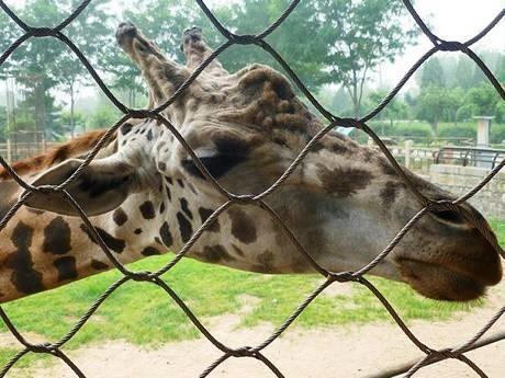 Durable Stainless Steel Zoo Mesh , animals cage Wire ropeMesh For Giraffe fencing
