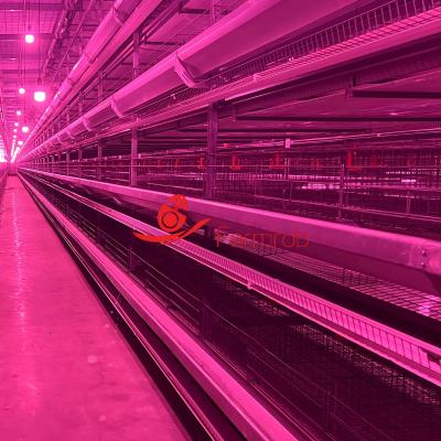 Scientific Management Layer Chicken Cage System for Large Scale