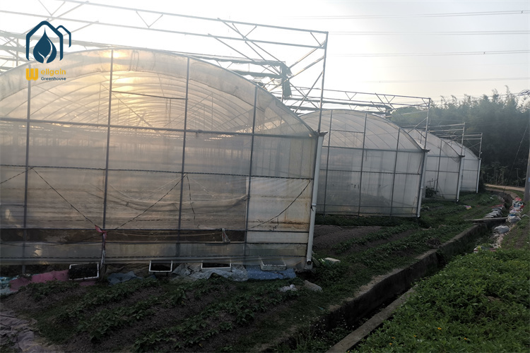 Multi Span PE Film Greenhouse for Large-Scale Vegetable Production