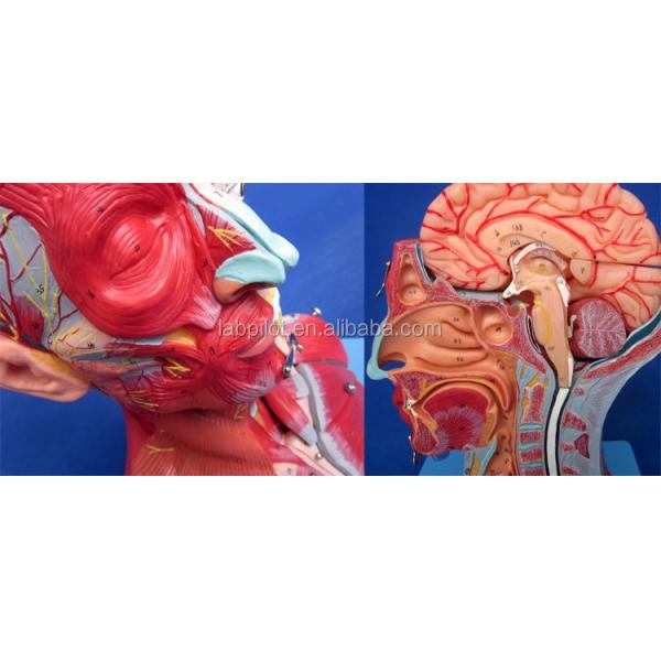 Medical Study Advanced PVC Human Head Muscles Nerves and Brain Anatomical Torso Model