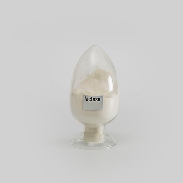 Poudre blanche comme l' enzyme bêta-lactase dans le lait 10000ALU-100000ALU