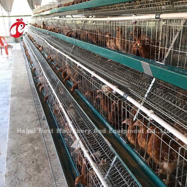 Gaiolas de bateria galvanizadas elétricas Emily da camada da oxidação da gaiola da exploração avícola da camada anti