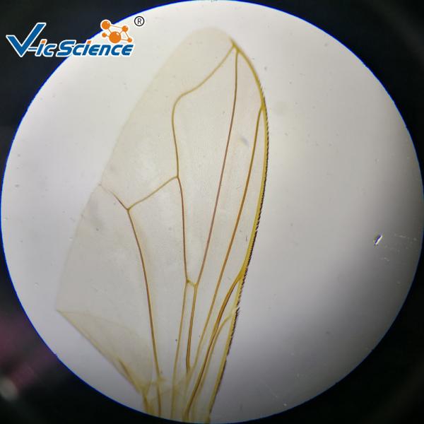 Experimental Teaching Microbial Prepared Microscope Slides 15 Pcs / Set