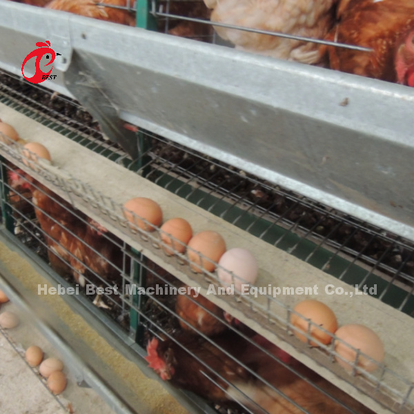 H And A Type Automatic Poultry Layer Cage 15000 Birds Popular In Africa Rose