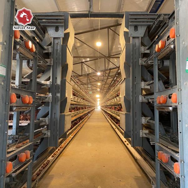 Hot Galvanized H Type Layer Cage with Automatic Feeding for Large Poultry Farm Projects