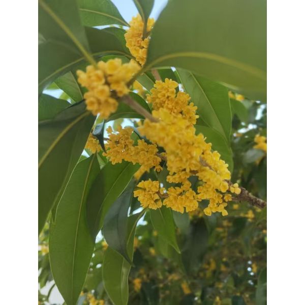Organic Natural Osmanthus Tea Gui Hua Cha Dried Osmanthus Flower for Hot Water Brewing