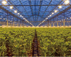 AC277V Aluminum LED Grow Lamp 400W 1-10V Dimming 2.7μmol/J