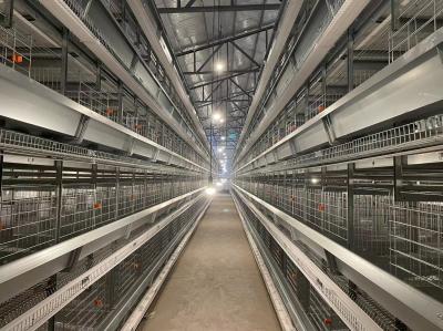 Durable H Type Poultry Breeding Cages Good Ventilation And Lighting