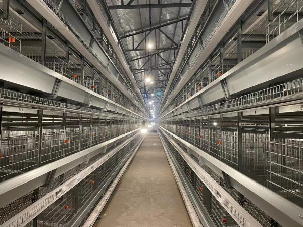 Durable H Type Poultry Breeding Cages Good Ventilation And Lighting
