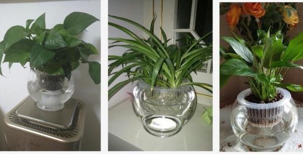 Water culture hydroponic  plant glass transparent glass vase container green planter round fish tank water plant plants