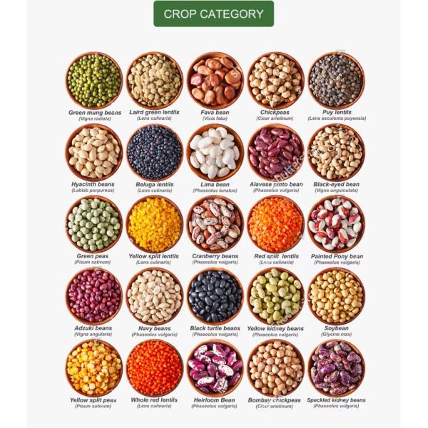 Wenyao AI Advanced Technology Areaca Nut Peeled Garlic Sorting Machine Optical Bean Rice Pumpkin Seed Color Sorter Machine
