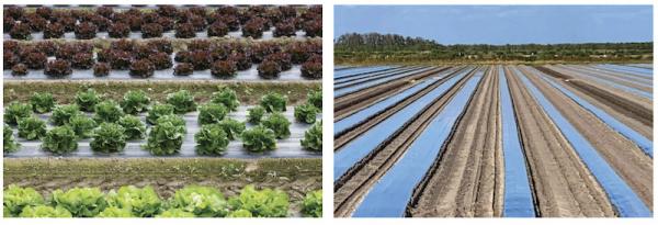 1.5MM Noir HDPE Geomembrane Couverture du sol sûre et efficace Solutions pour le contrôle des mauvaises herbes