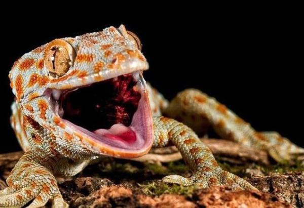 Texte naturel décorer fond pour l' enclos de reptile personnalisé