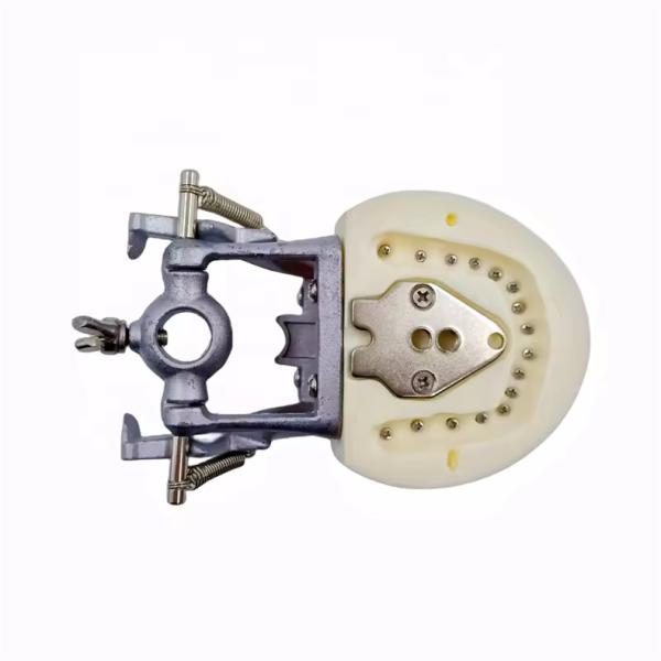 Modèle standard de dentisterie étudiant en dentisterie Typodonts dentaires en résine acrylique avec articulateur DP