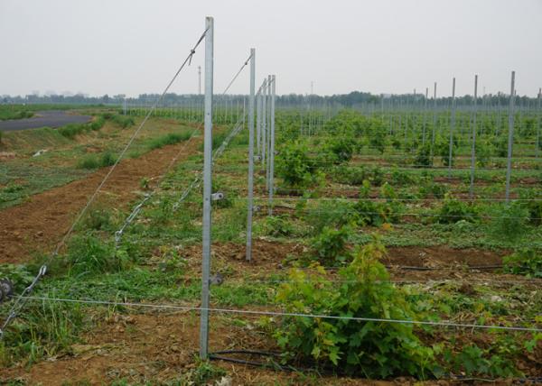 1.8mm Thickness Galvanised Steel Vineyard Posts , Vineyard Trellis Posts H Holes Type