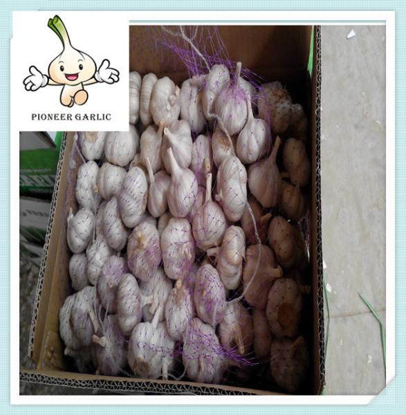 Brand new HAITI market garlic price with best price Pure White Garlic