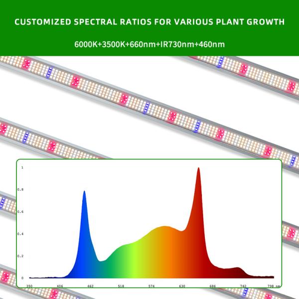 Luz de crecimiento LED de alta potencia comercial 1000W 4x6ft 10 Bar Luzes de espectro completo para plantas