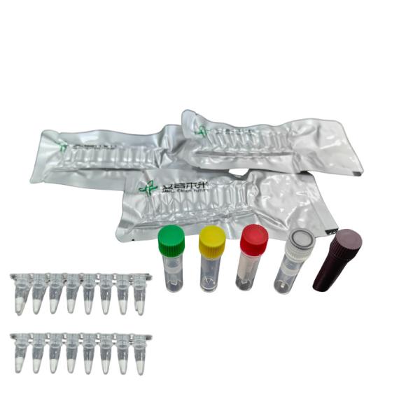Brucella Isothermal Pathogen Detection Kit For Rapid Diagnosis With 5-20mins