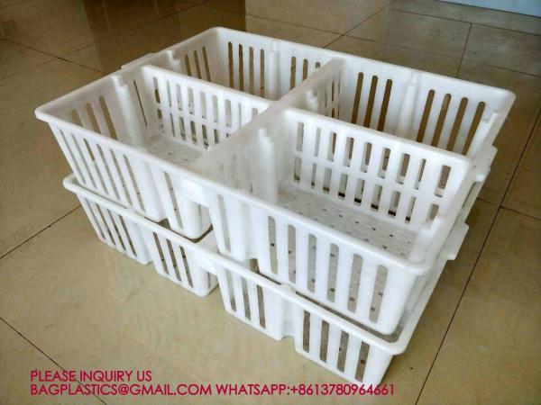 sustainable white chicken cage 680*490*160mm Virgin PP Transportation Chicken Cage