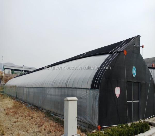 Maximize Mushroom Production with Customizable Single-Span Agricultural Greenhouses