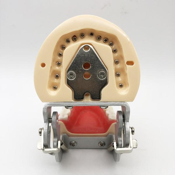 Resin Dental Study Models Histology , Non Toxic Orthodontic Teeth Model