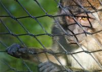 Couleur noire Noeud type fil de fer en acier inoxydable pour la clôture de singe et zoo