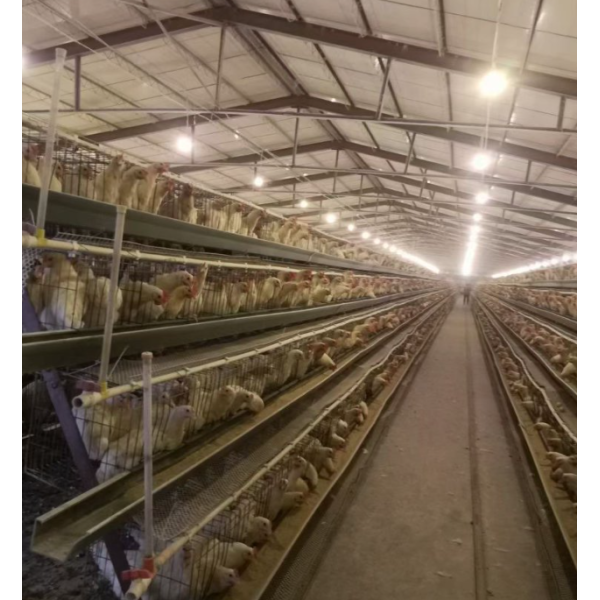 Hot-Dip Galvanized Steel Automatic Chicken Cage with 15-20 Year Lifespan and Automated Feeding System