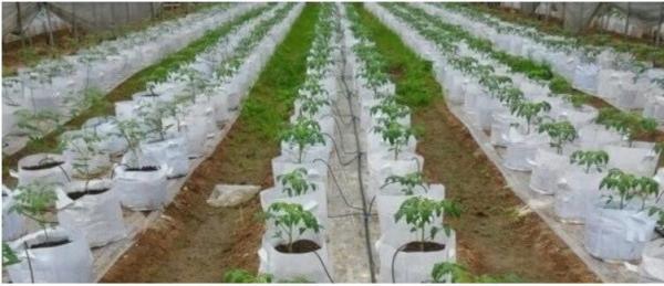 5 gallon Plastic Smart Ginger or Potato Planting Pots for home garden,PP potato grow pot planting bag,potato planter pot