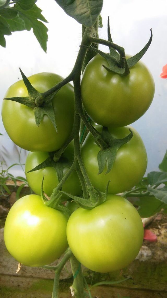 New Jingfeng High Resistant Disease Indeterminate Tomato Seeds Indoor Outdoor T48