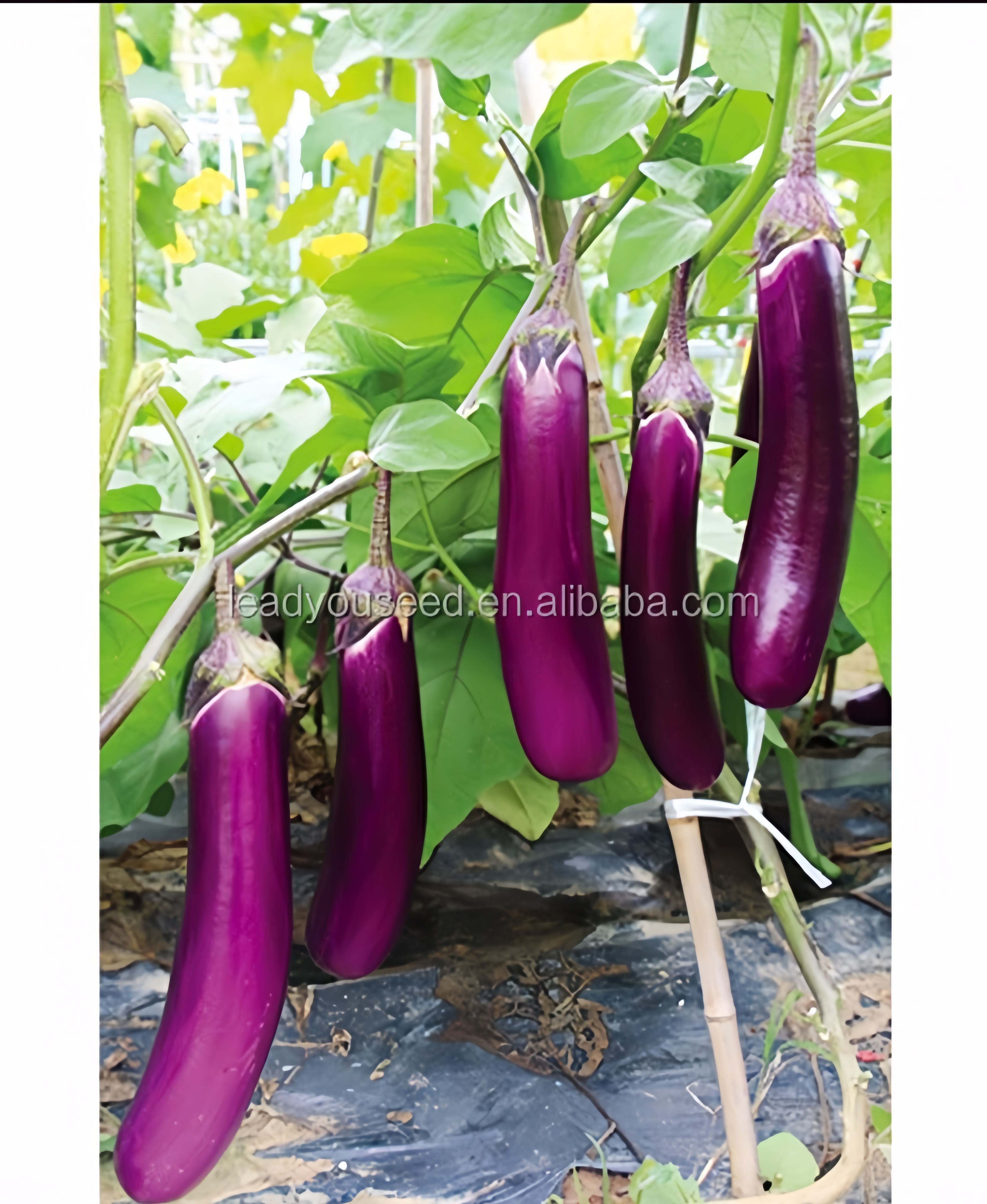 Changfeng No.2 Hybrid Long Purple Eggplant Seeds For Planting E18
