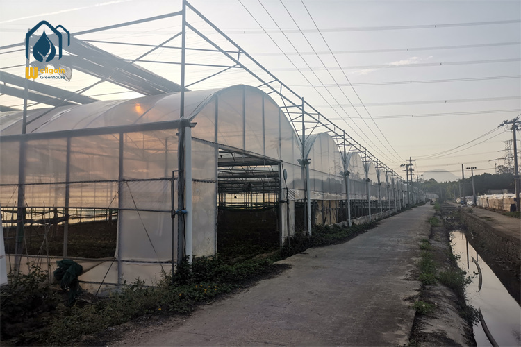 Prefabricated Multi Span Greenhouse Kit for Quick Self-Assembly