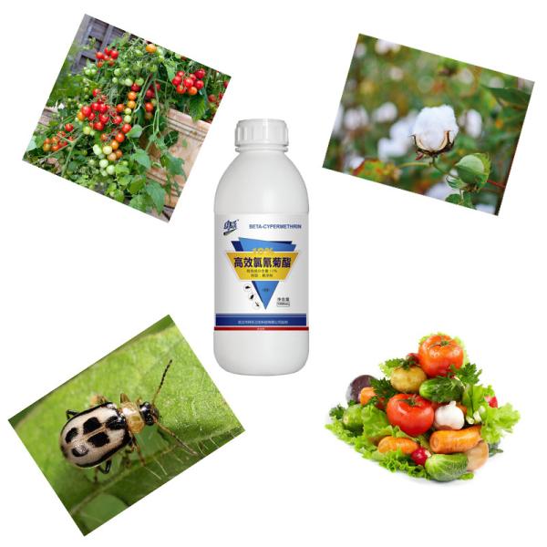 Agrochemical 10% Beta SC Cypermethrin Insecticide Products Spray For Vegetables