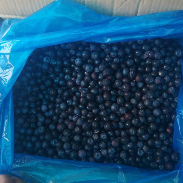 Venta al por mayor de Chinese Iqf Frozen Berries IQF Frozen Blueberry para la exportación con buen precio