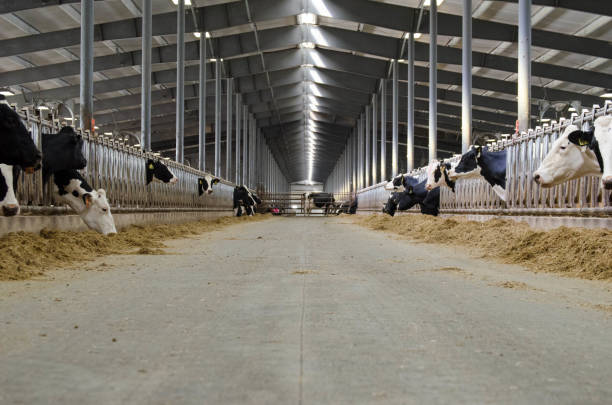 Pre-engineered Steel Structure Milking Parlor with Automatic Ventilation System and 12,000 Eggs per Hour Capacity