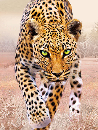 Home Decoration 3D Lenticular Pictures / Animal Print Lenticular