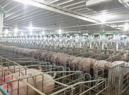 Efficiency and Sustainability in Piggery Farming Prefabricated Modular Building for Modernized Farm