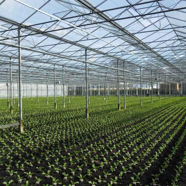 Modular Estufas Agrícolas Para Venda Cúpula Roof Cover Film Side Cover Multi Span Pepino Alface Crescimento