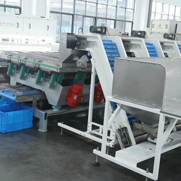 Professional Walnut Kernel Grading System Features Servo Control For Fast Response And Quiet Workplace Operation