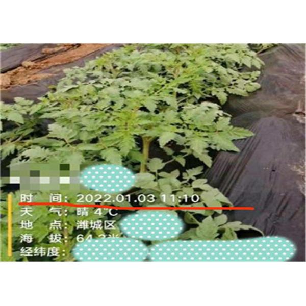 Peptide solúvel em água do Oligosaccharide do ácido aminado do adubo para colheitas de tomate