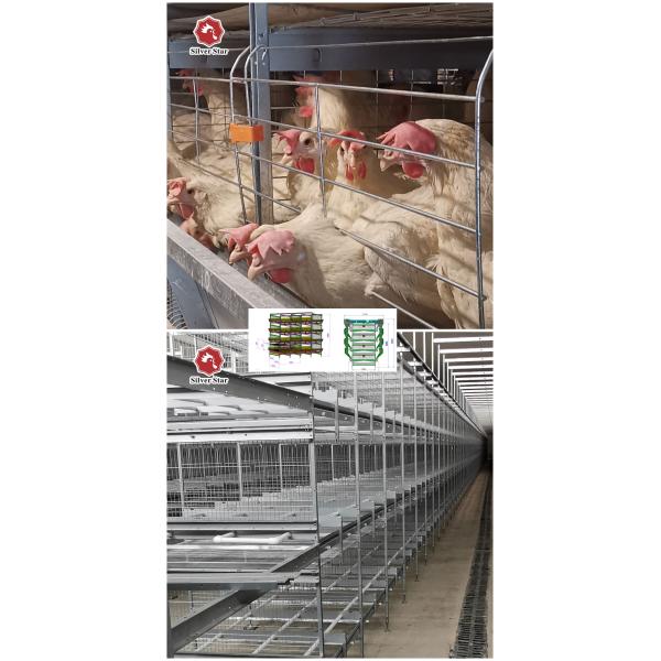 По месту сделанный батарея цыпленка проарретировать размер SONCAP оборудования 3-9tiers 650x625x500mm