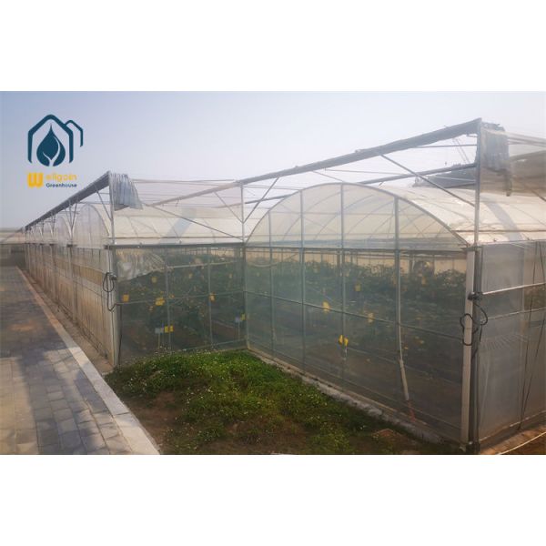 Water Saving Drip Irrigation Multi Span Greenhouse for Tomato and Pepper Cultivation...