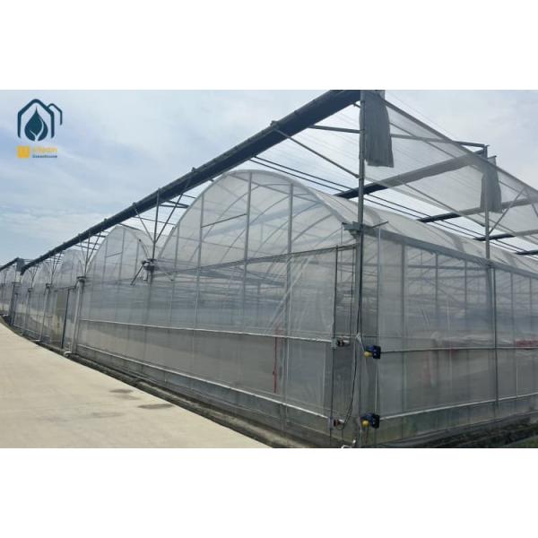 Modular Multi Span Greenhouse Turnkey Custom Made Greenhouses With Ventilation & Cooling